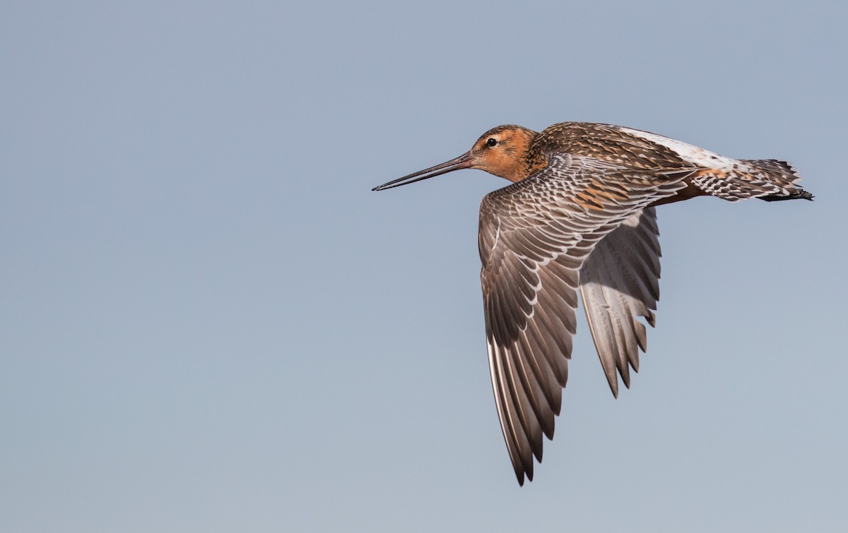 Bar-tailed Godwit (European) - Ian Davies
