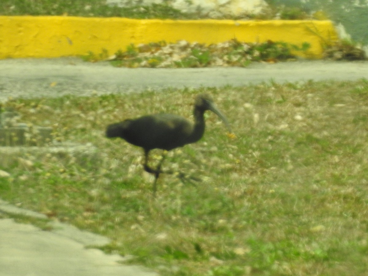 ibis hnědý - ML429413471