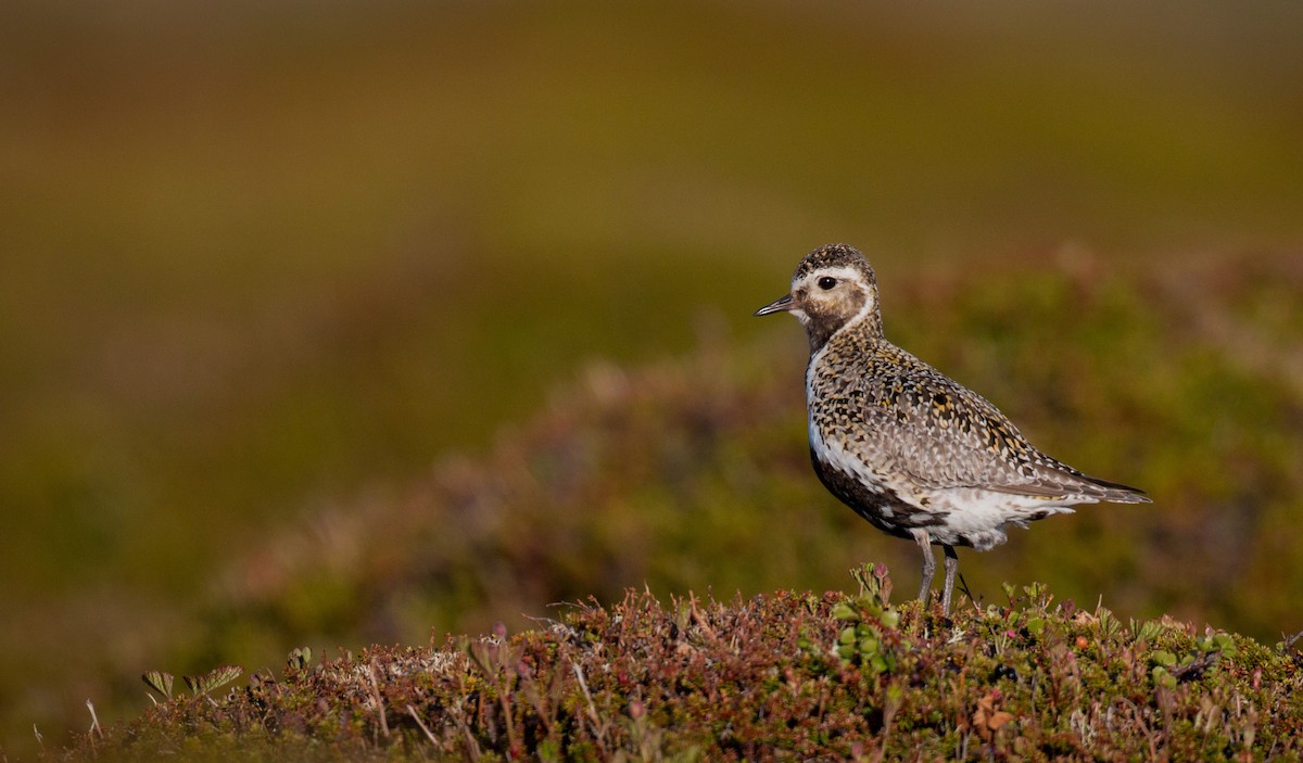 European Golden-Plover - ML42941361