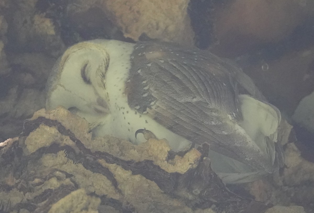 Barn Owl (Eastern) - ML429416101