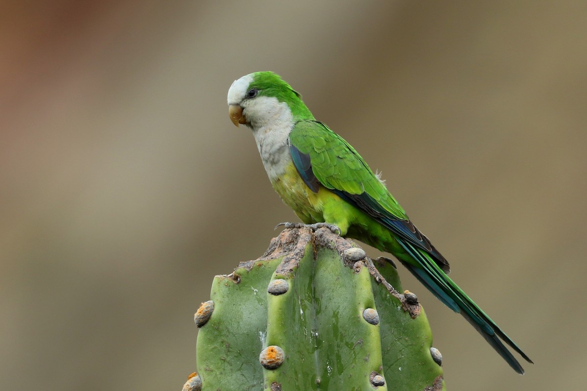 オキナインコ（luchsi） - eBird オキナインコ Monk parrot