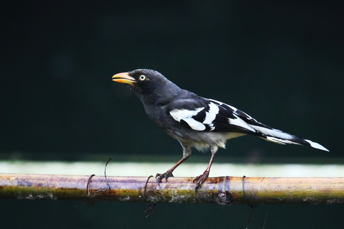 White-winged Magpie - ML429418991