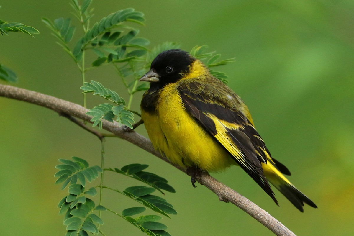 Hooded Siskin - ML429420671