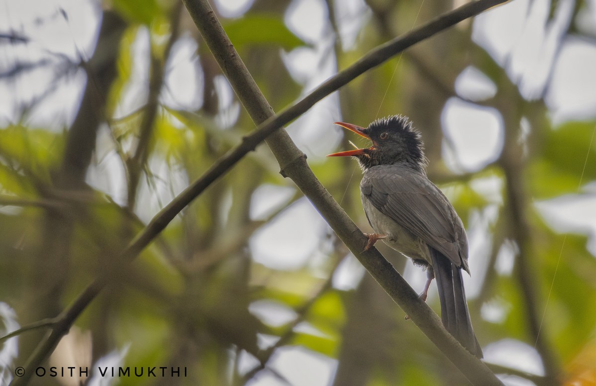 Bulbul des Ghats - ML429421021