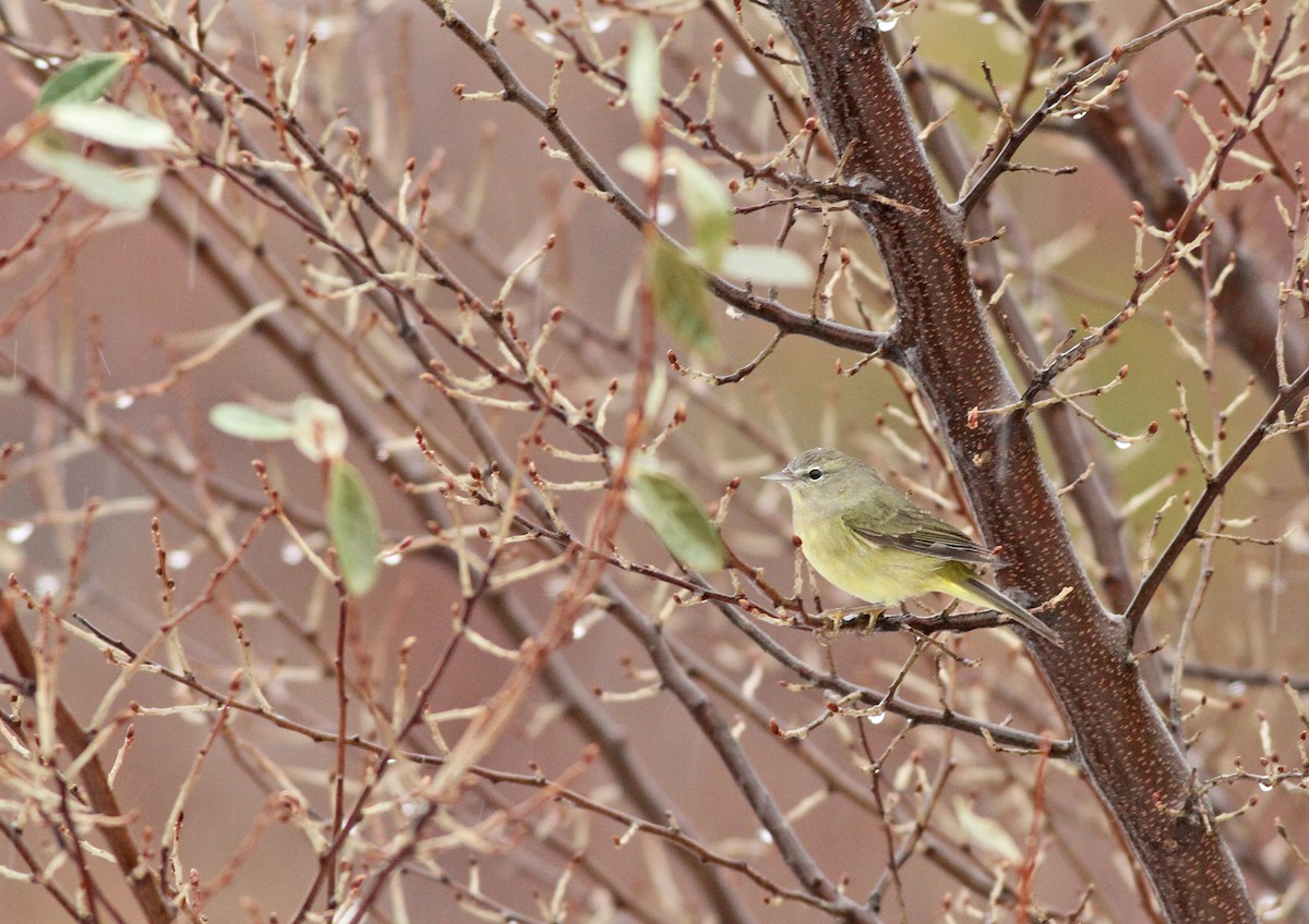 Orange-crowned Warbler (Gray-headed) - ML42942151