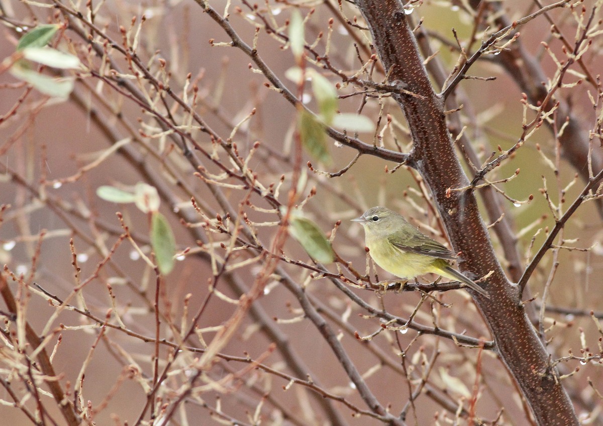 Orange-crowned Warbler (Gray-headed) - Jeremiah Trimble