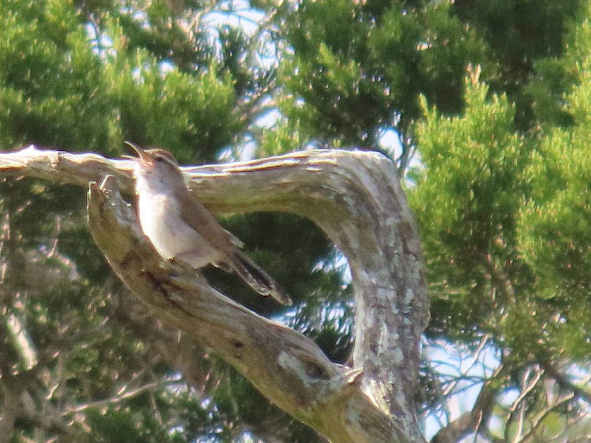 Buschzaunkönig - ML429421651