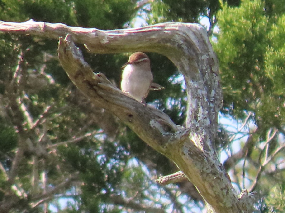 Buschzaunkönig - ML429421661