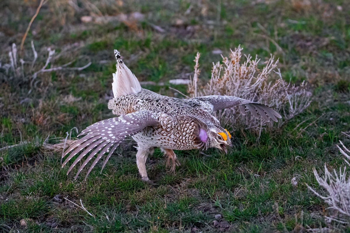 Sharp-tailed Grouse - Quinn Diaz