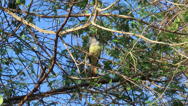 Grenada Flycatcher - ML429422841