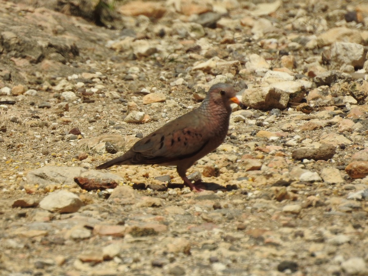 Common Ground Dove - Jeff Bartosik