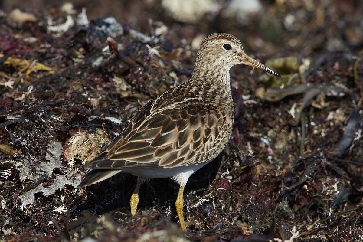 Pectoral Sandpiper - ML42942401
