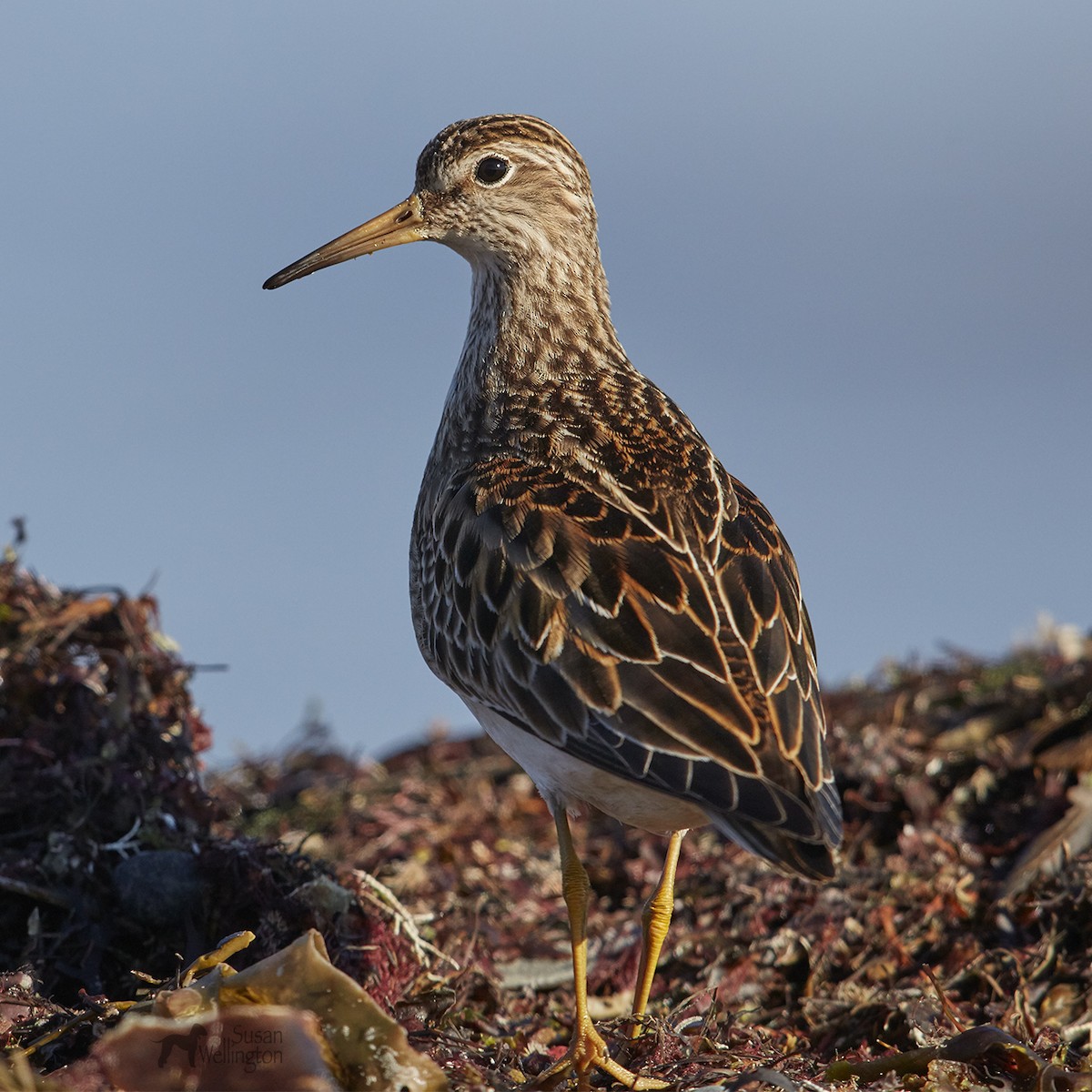 Pectoral Sandpiper - ML42942411