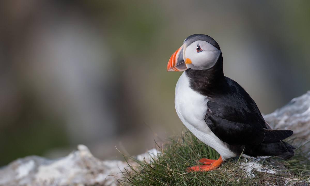 Atlantic Puffin - ML42942451