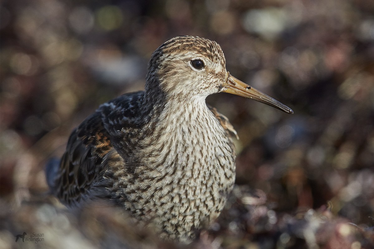 Pectoral Sandpiper - ML42942471