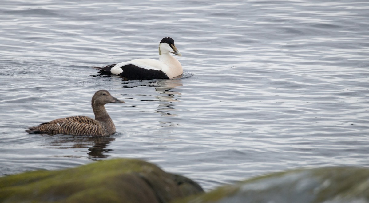 Common Eider (Eurasian) - ML42942511