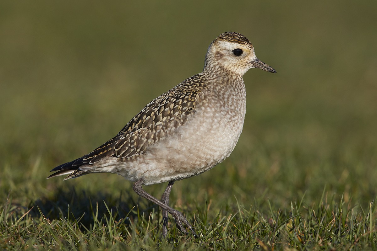 American Golden-Plover - ML42942591
