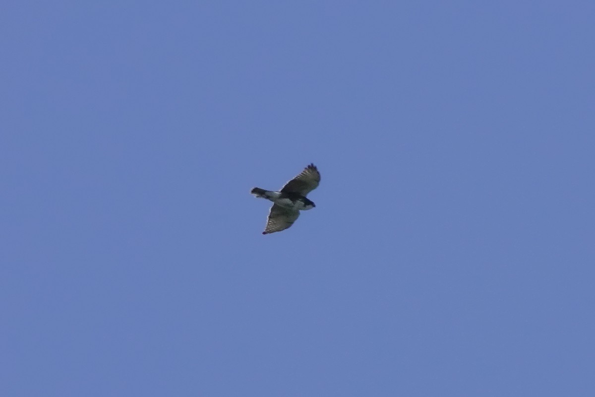 White-throated Hawk - ML429426011