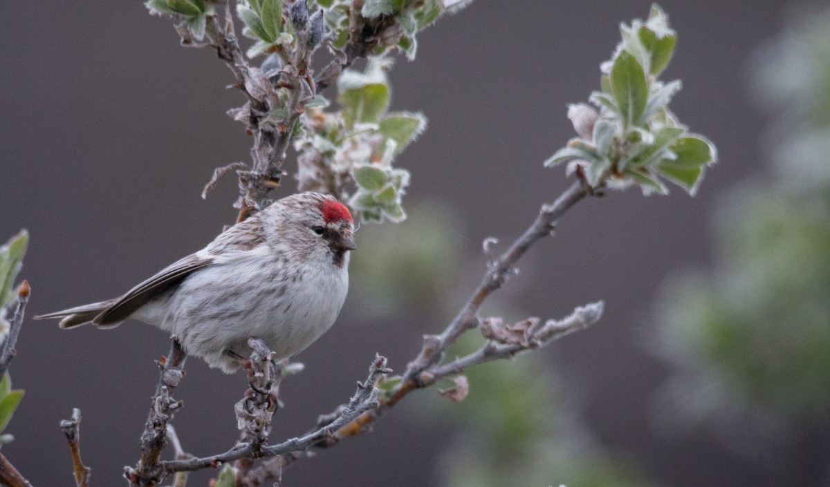 Hoary Redpoll - ML42942691