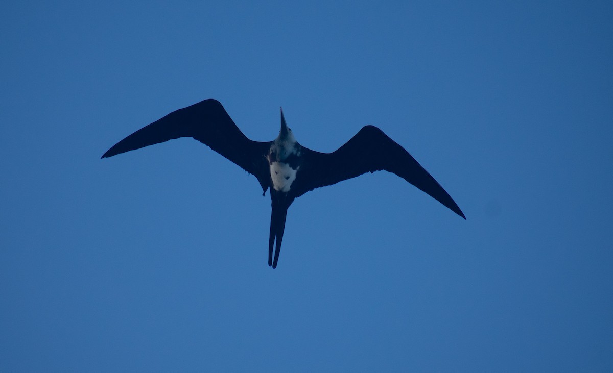 Great Frigatebird - ML429427491