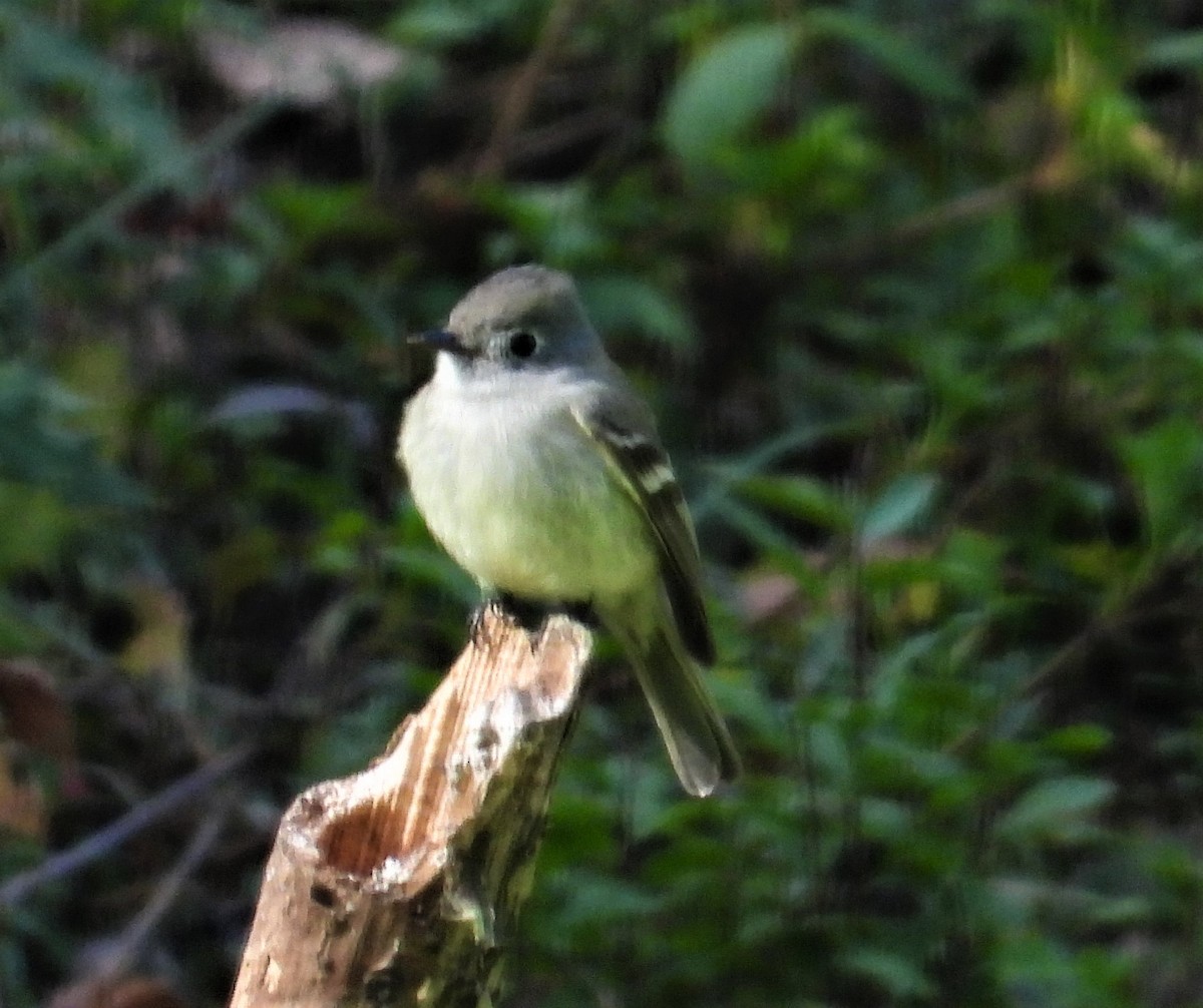 Hammond's Flycatcher - Janet Cook