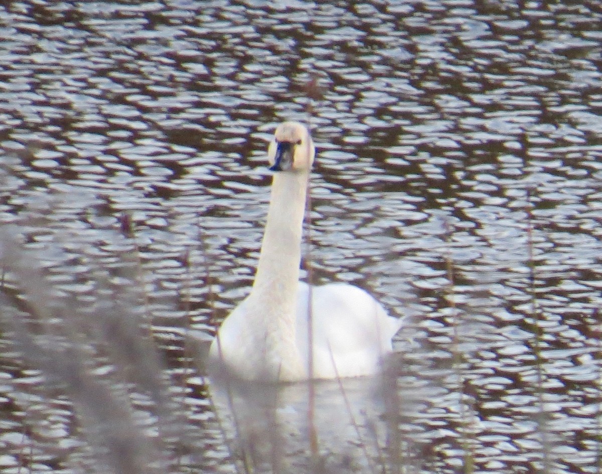 Tundra Swan (Whistling) - ML42942901