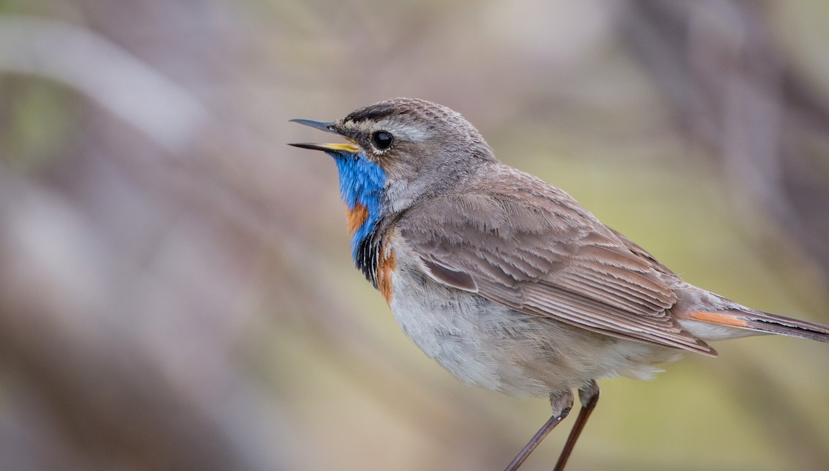 Blaukehlchen (Rotsterniges) - ML42943071