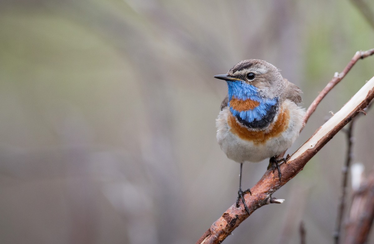 Bluethroat (Red-spotted) - Ian Davies