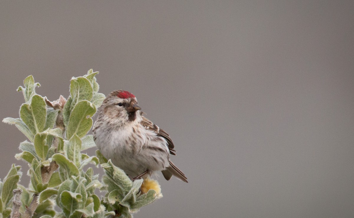 Hoary Redpoll (exilipes) - ML42943161