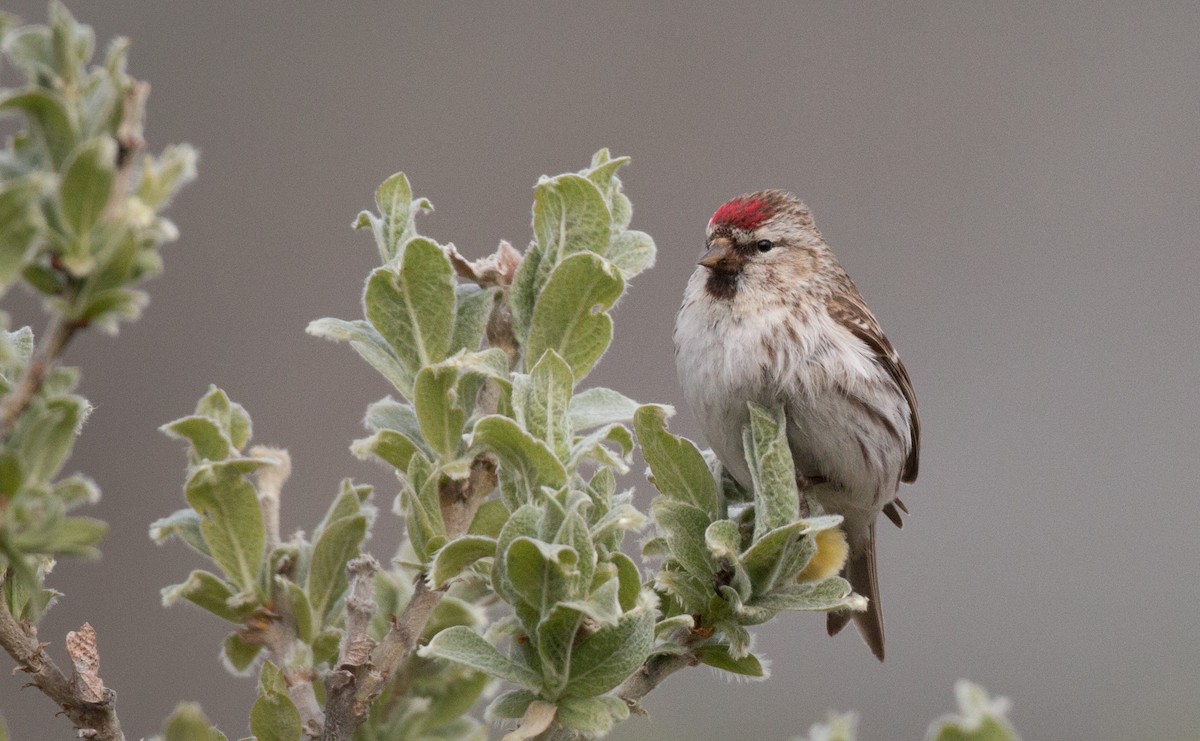 Hoary Redpoll (exilipes) - ML42943191