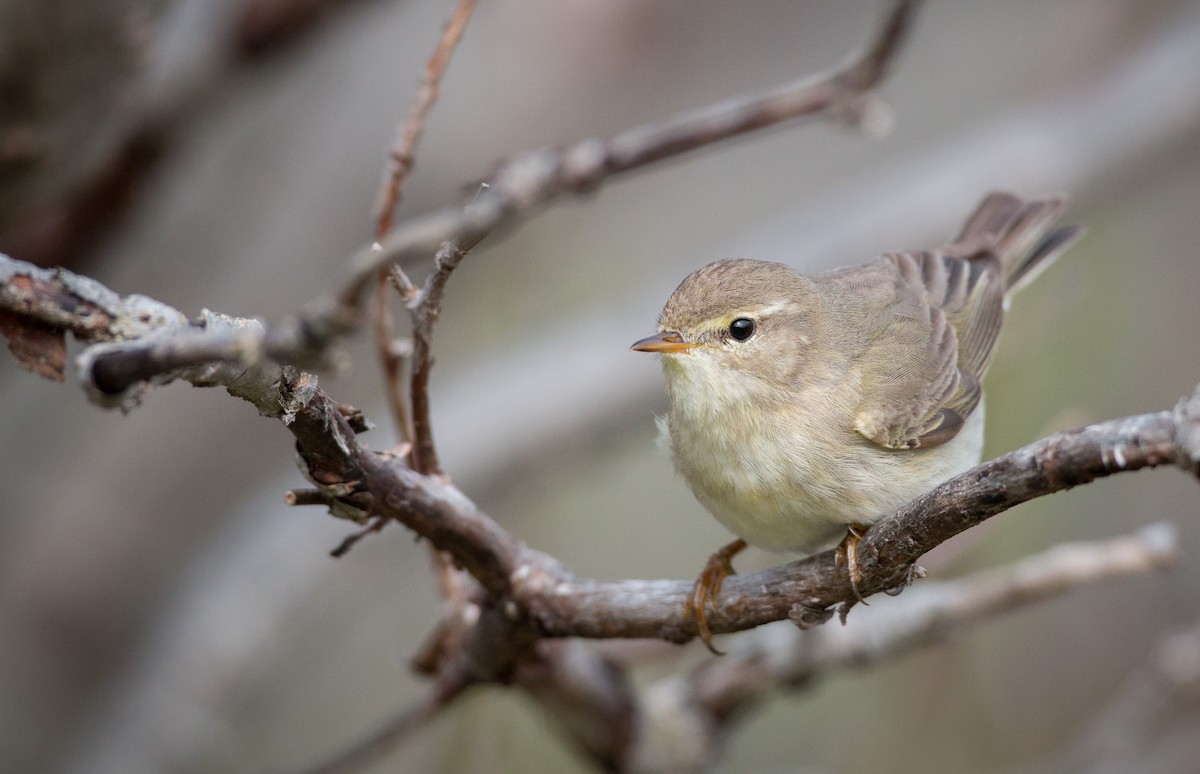 Willow Warbler - ML42943241