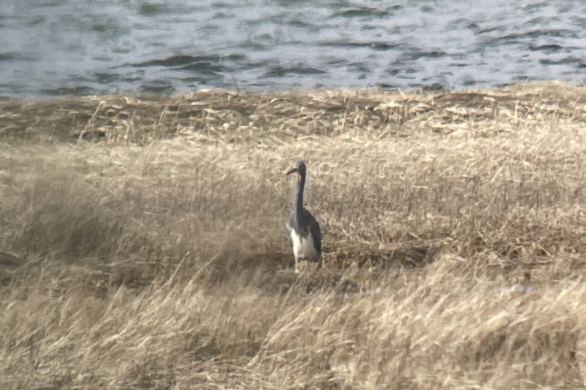 Tricolored Heron - ML429432541