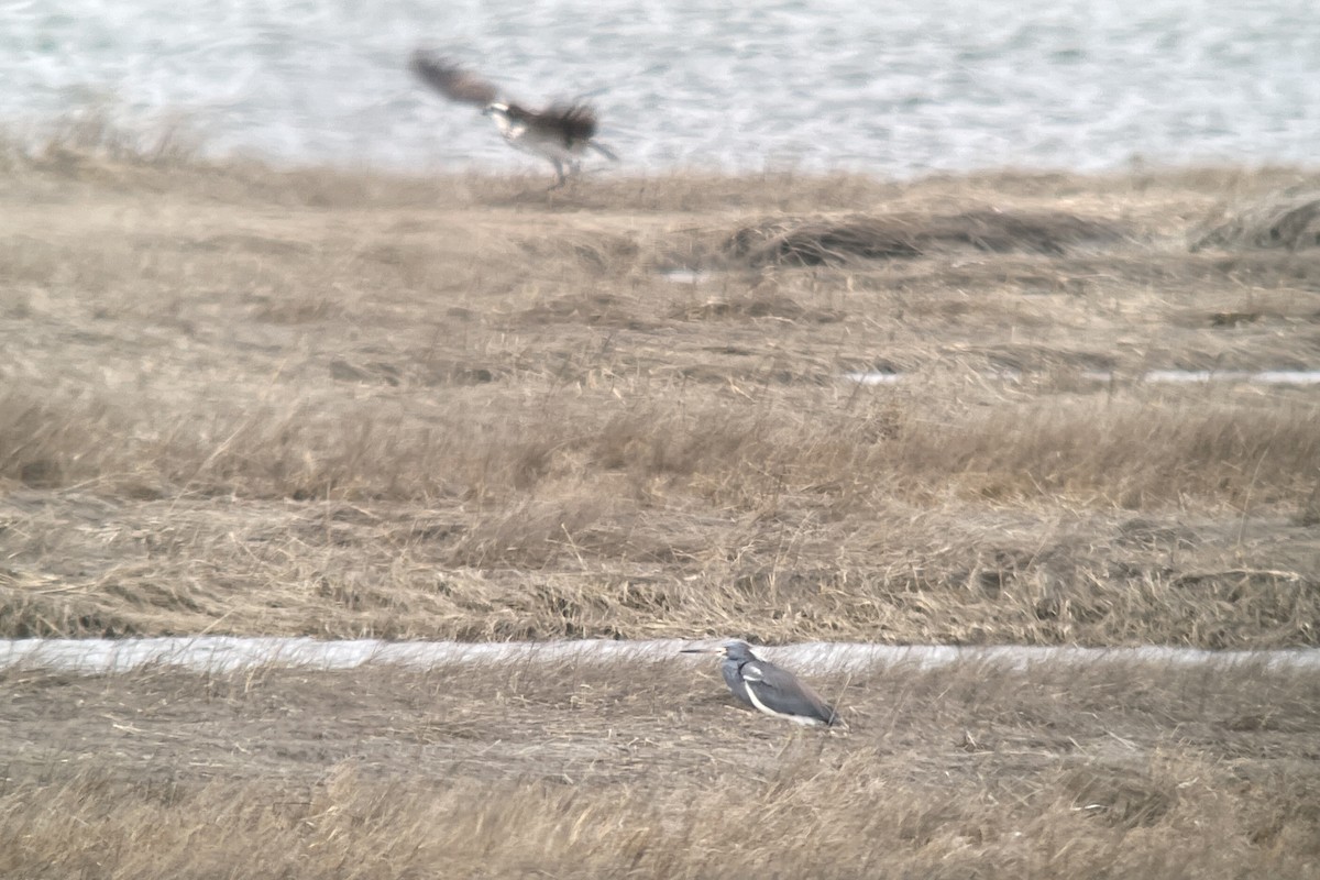 Tricolored Heron - ML429433091