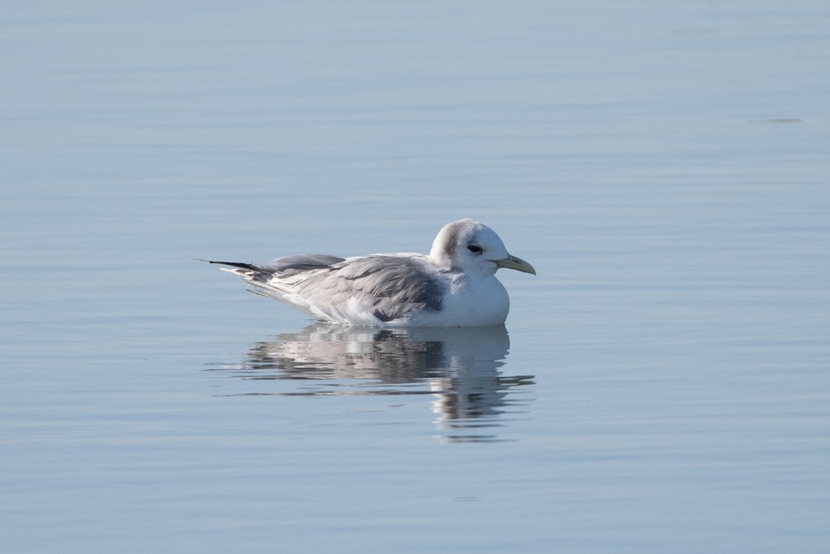 Black-legged Kittiwake - ML429434491