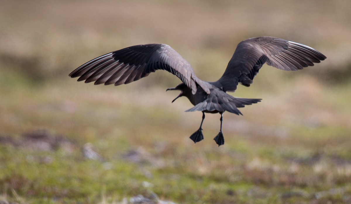 Parasitic Jaeger - Ian Davies