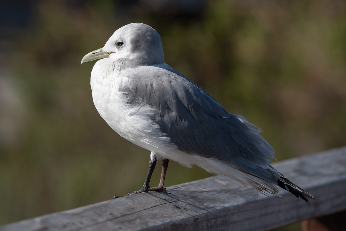 Black-legged Kittiwake - ML429434531