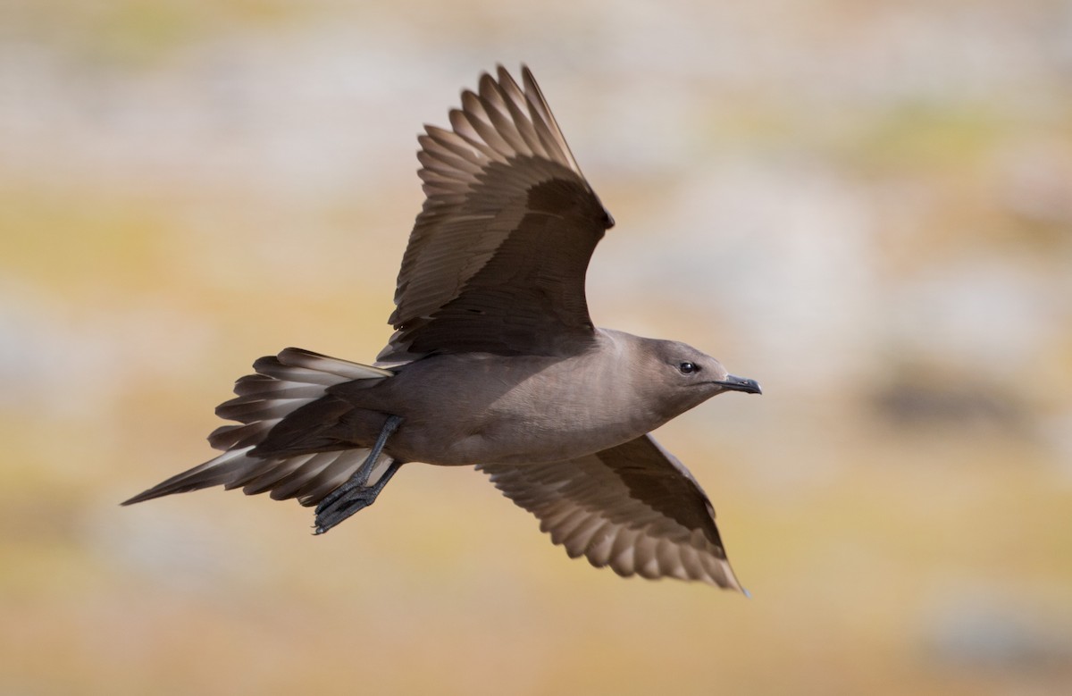 Parasitic Jaeger - Ian Davies