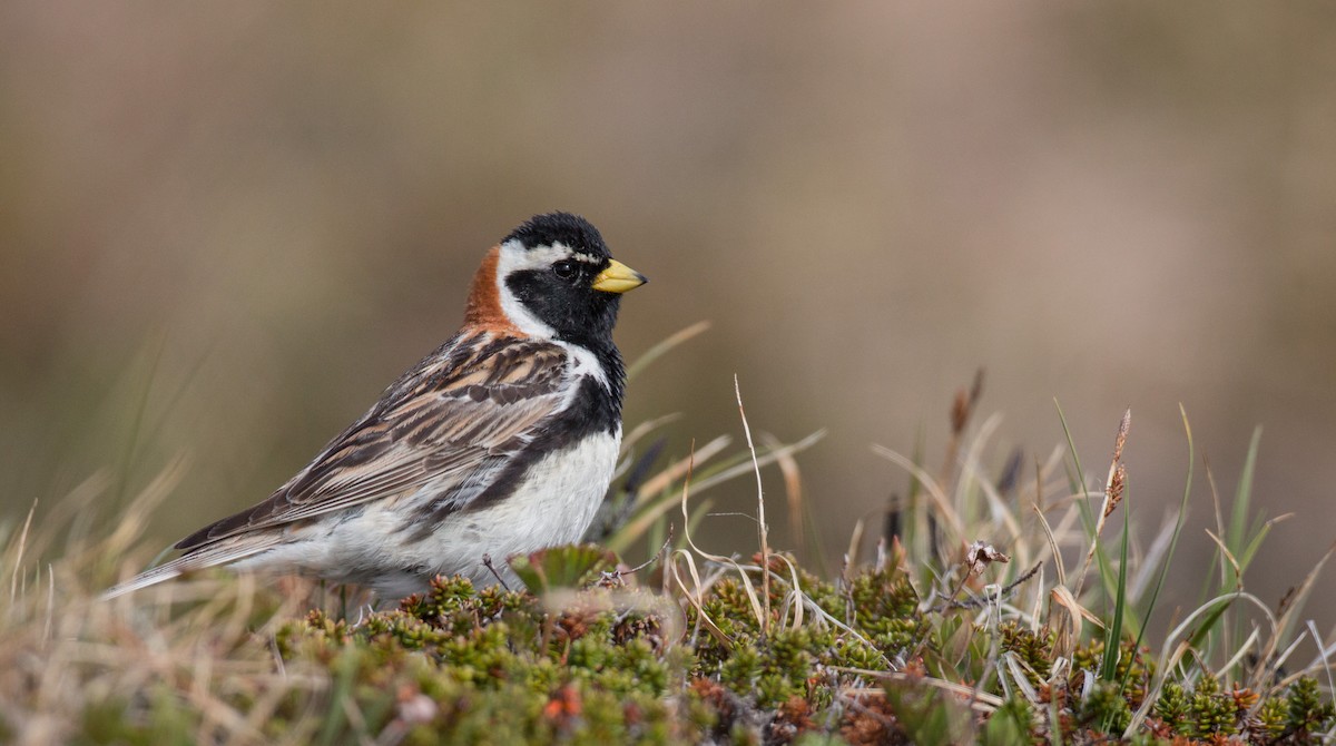 Lapland Longspur - ML42943511