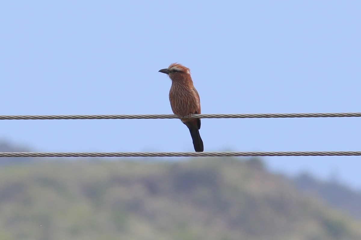 Rufous-crowned Roller - ML429436371