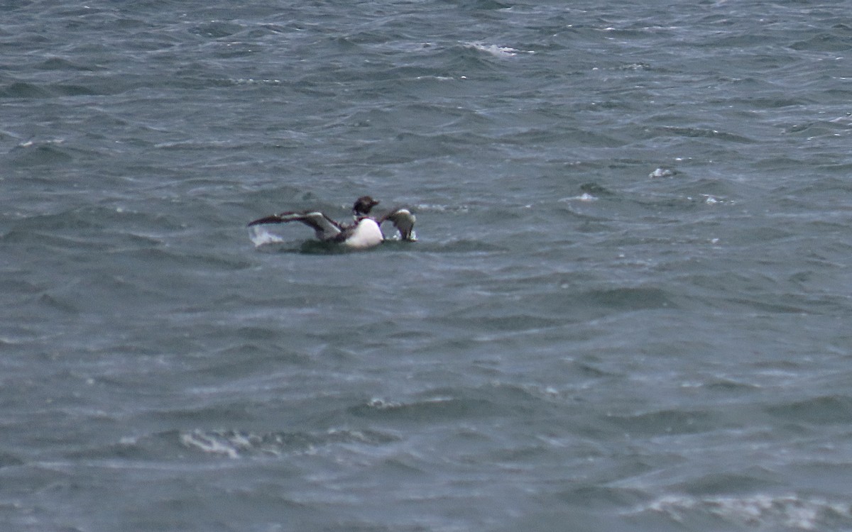Common Loon - ML429436501