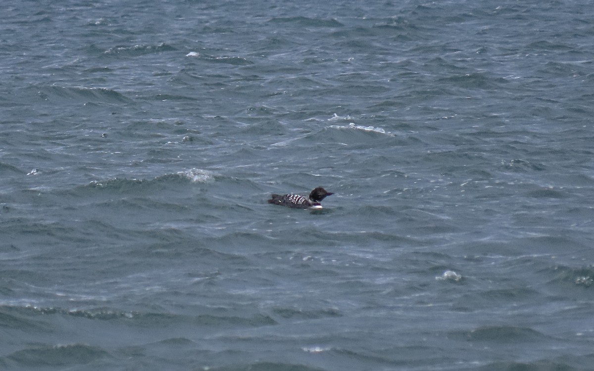 Common Loon - ML429436521