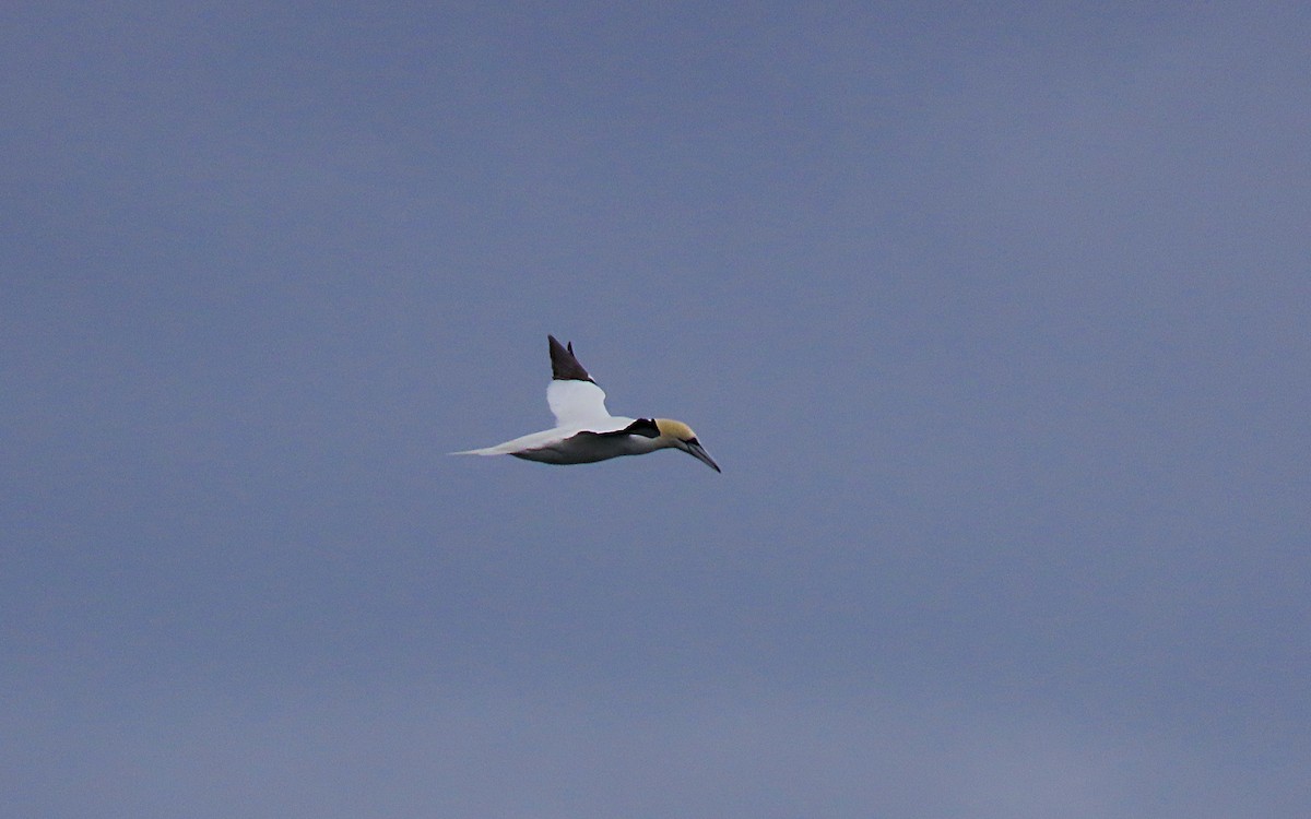 Northern Gannet - ML429436661