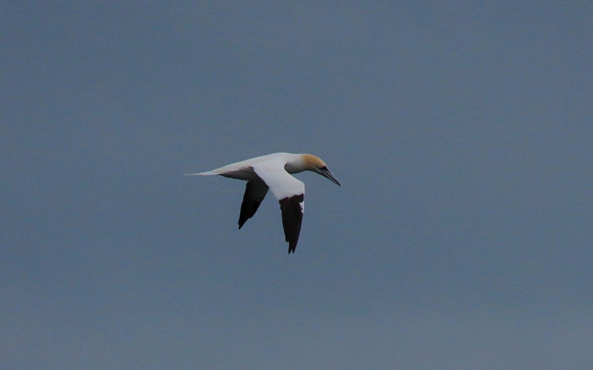 Northern Gannet - ML429436671