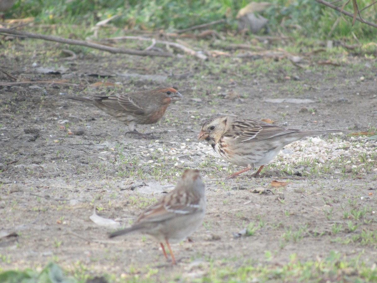 Harris's Sparrow - Samuel Bressler