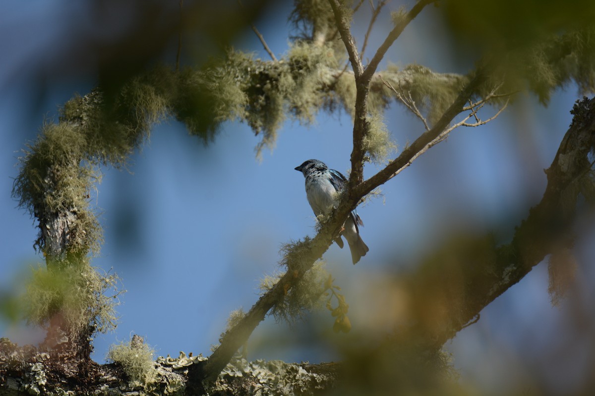 Azure-rumped Tanager - ML429438311