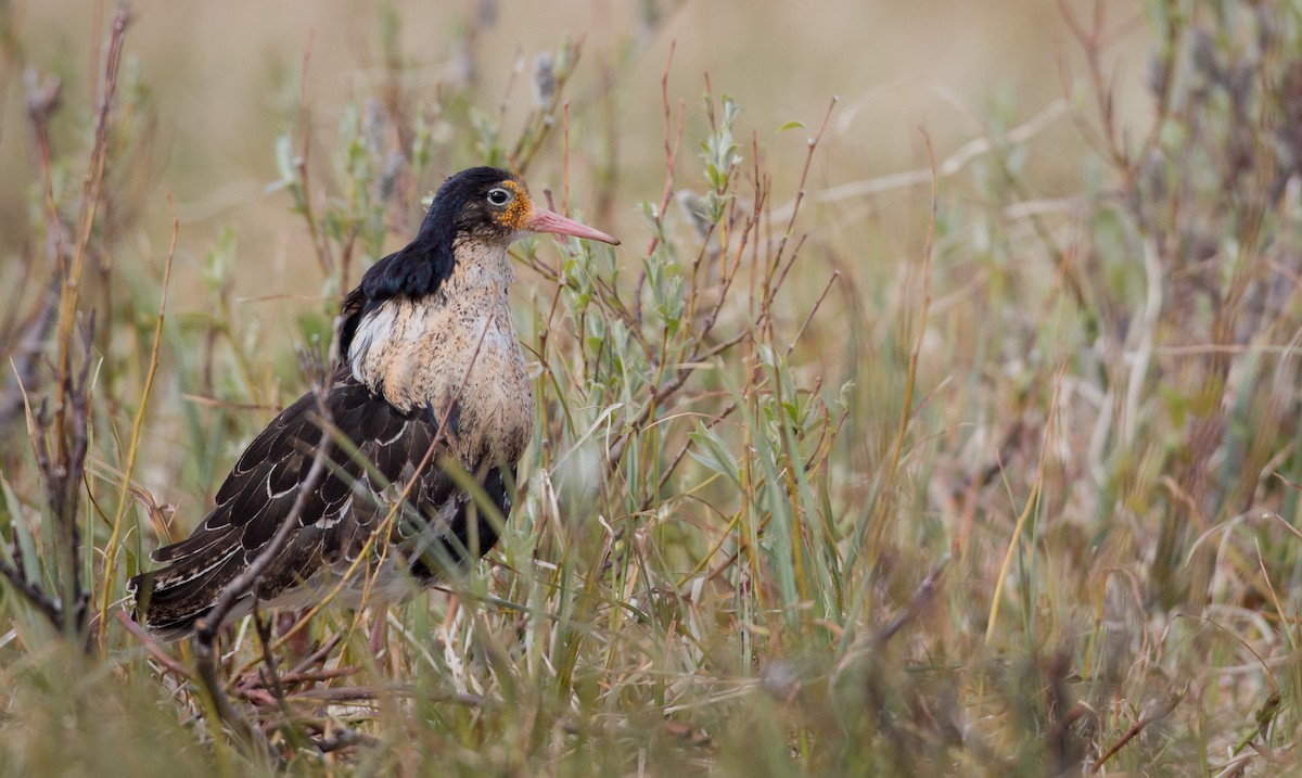 Ruff - Ian Davies