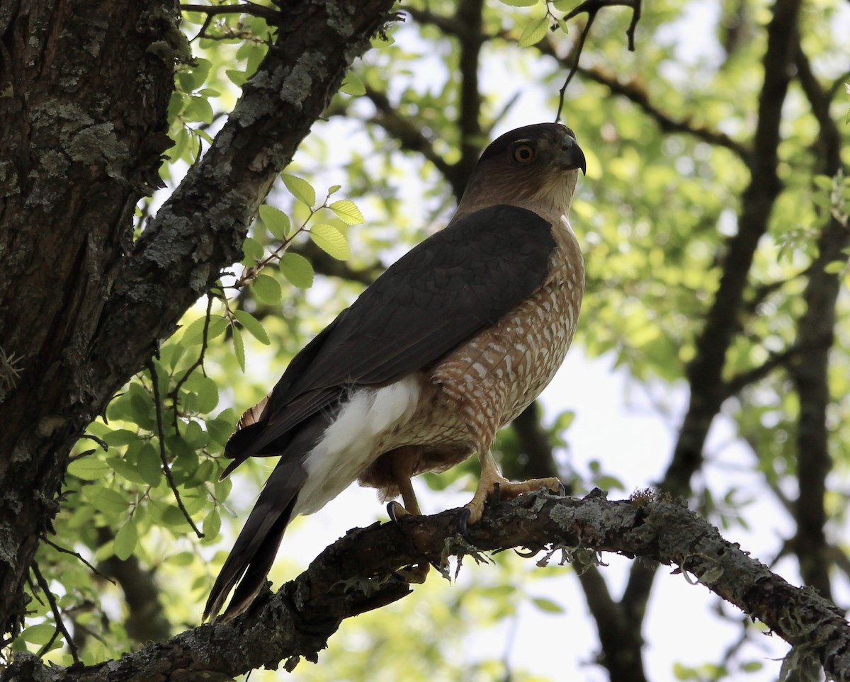 Cooper's Hawk - ML429441361