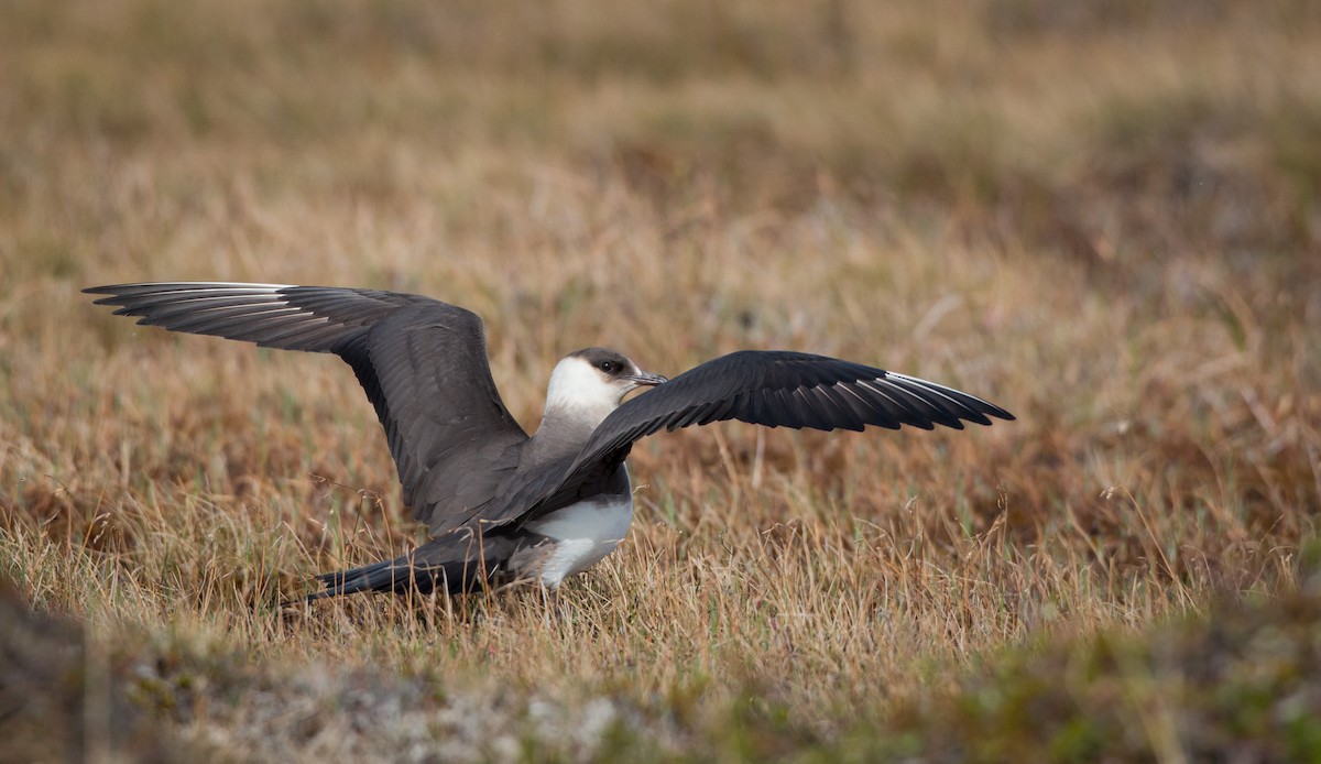 Parasitic Jaeger - ML42944141