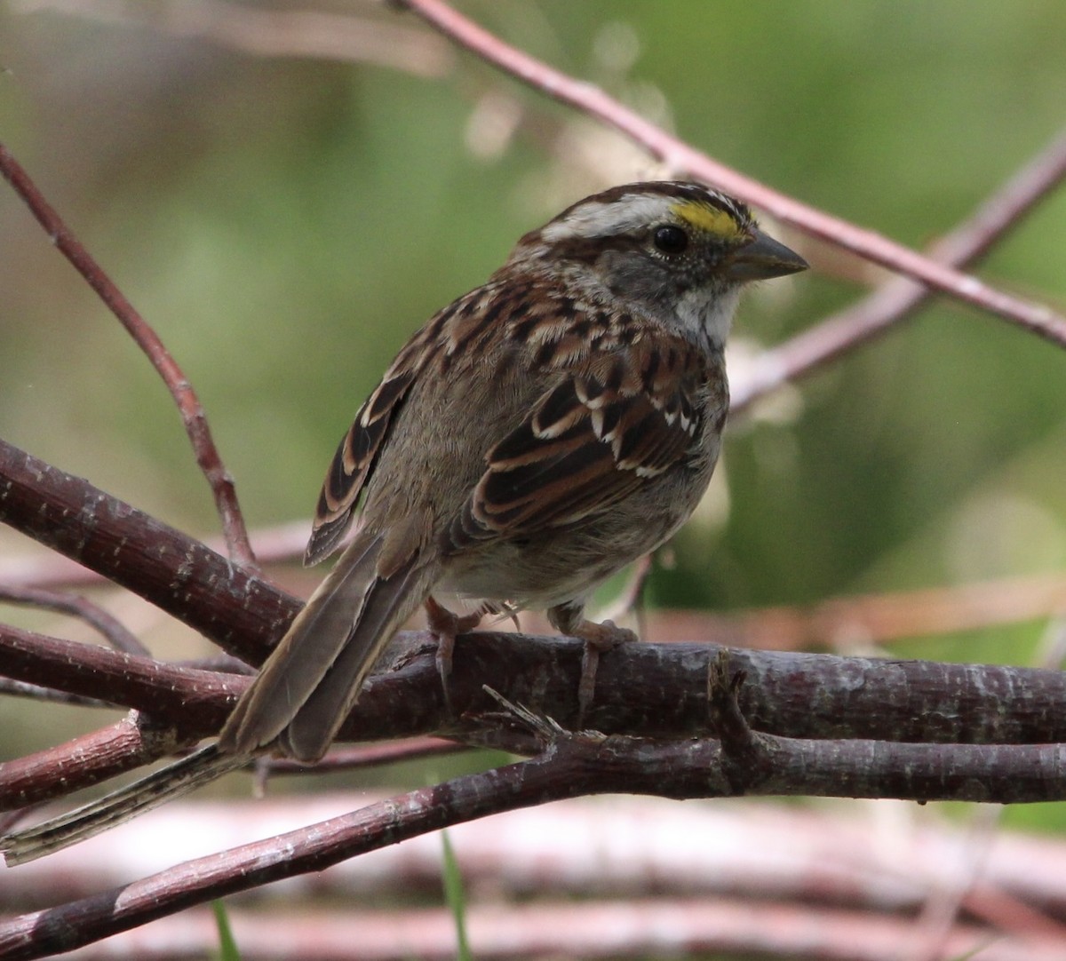 White-throated Sparrow - ML429441861
