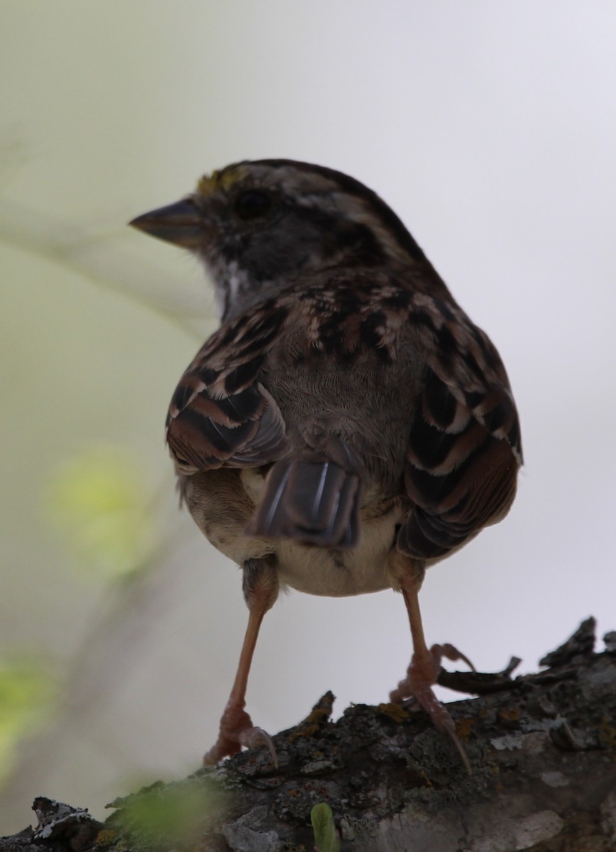 White-throated Sparrow - ML429441941